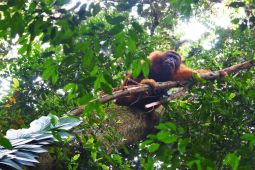 Memajukan wisata Langkat dengan berbagai terobosan kolaborasi