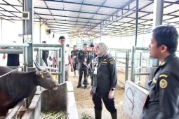 Karantina Sulsel intensifkan pengawasan lalu lintas kurban