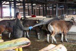 Permintaan ternak sapi ke Kalimantan meningkat