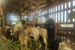 Pembeli mulai buru kambing di Kampung Muslim Bali jelang Idul Adha