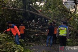 BPBD OKU Selatan  imbau warga waspada pohon tumbang