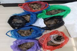 Kemenhut gagalkan perdagangan 12,27 kg sisik trenggiling melalui media sosial