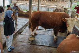 Sapi kurban Presiden di Lumajang