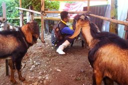 DKPP Kota Madiun cek kesehatan hewan kurban jelang Idul Adha 2025