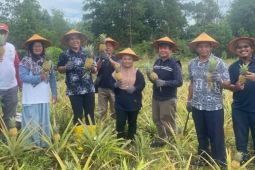 PT Timah - Poktan Air Jelutung kembang nanas di bekas tambang