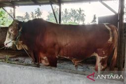 Warga OKU Timur suka cita terima sapi kurban seberat satu ton dari Presiden Prabowo