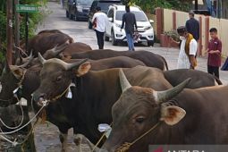 Pedagang  hewan kurban Palembang datangkan stok dari provinsi tetangga
