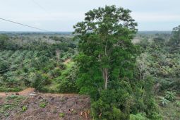 PLN Babel bersama warga bersihkan pohon kritis jaga keandalan transmisi 150kV