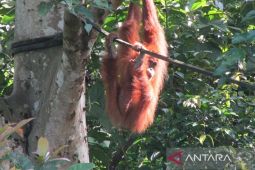 BKSDA Aceh evakuasi orang utan terisolasi di perkebunan sawit