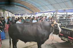 Seluruh hewan kurban di Papua Barat Daya dinyatakan sehat