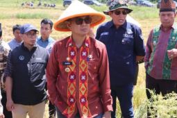 Bupati Kolaka panen raya padi bersama petani Wolo, tegaskan komitmen ketahanan pangan