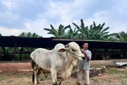 Sapi berat 818 kg milik peternak di Batanghari dibeli Presiden RI