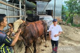 Dinas Pertanian Madina cek kesehatan hewan kurban bantuan Presiden Prabowo