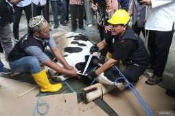 Apa bacaan wajib saat menyembelih hewan kurban ?