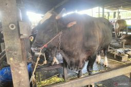 DTPHP Kutim lakukan pengawasan khusus hewan kurban dari luar daerah