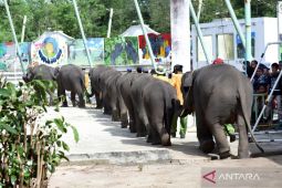 Pemerintah diminta bangun tanggul untuk cegah gajah TNWK masuki lahan pertanian