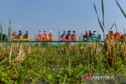 Wisata di tengah persawahan