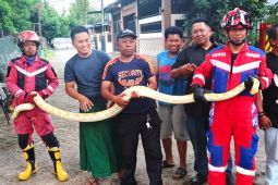 Damkarmat Makassar tangkap ular piton bersembunyi di mobil warga