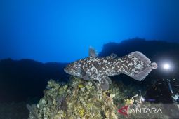 Tim penelitiUniversitas Pattimura upayakan konservasi laut dalam untuk coelacanth