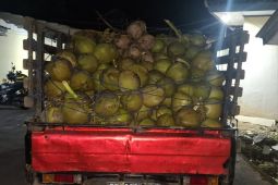 Polisi tangkap tiga pelaku pencuri buah kelapa di Lampung Selatan