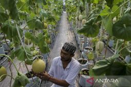 Agrowisata kebun melon di Kabupaten Serang