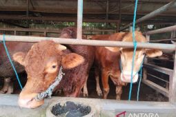 MUI Karawang imbau petugas proaktif periksa kesehatan hewan kurban