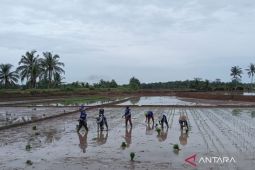 Distan: Tanaman padi di Mukomuko tidak terdampak kemarau