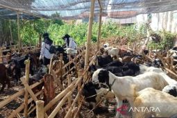 Pemkab Sumenep lakukan pengawasan hewan kurban di semua kecamatan