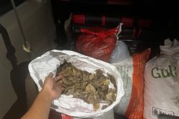 Kemenhut gagalkan perdagangan 80,5 kg sisik trenggiling di Kalsel