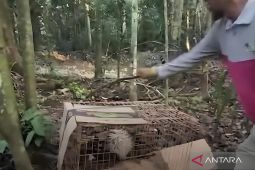 BTNK lepasliarkan seekor landak hasil temuan masyarakat