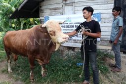 Sapi kurban bantuan Presiden untuk Aceh capai 24 ekor, begini pembagiannya