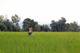 Nilai tukar petani Lampung pada Mei 2025 naik 2,14 persen