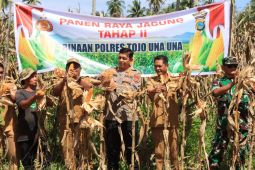 Polres Touna panen 10 ton jagung dukung ketahanan pangan nasional