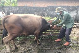 Kabupaten OKU sediakan 1.300 ekor hewan untuk kurban