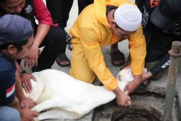 Pemkab Garut sebar juru sembelih hewan kurban bersertifikat untuk Idul Adha