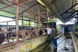 Jelang kurban, ini yang dilakukan Distan Aceh Besar