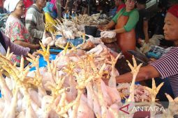 Babel kemarin, Tata niaga ayam potong hingga pengawasan anak bermedsos