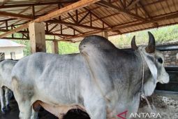 Presiden Prabowo berikan hewan kurban untuk warga Kota Padangsidimpuan