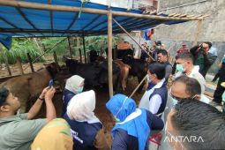 Pemkot Cirebon pastikan stok hewan kurban mencukupi kebutuhan Idul Adha