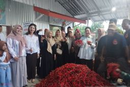 Ketua Komisi IV apresiasi petani cabai Kulon Progo capai 20 persen produksi nasional