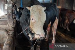 Presiden Prabowo beli tiga ekor sapi milik peternak Lamongan untuk kurban