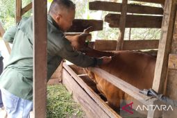 Dinas Pertanian OKU cegah penyebaran penyakit mulut dan kuku hewan ternak, siapkan 500 dosis vaksin