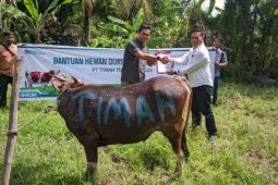 PT Timah distribusikan hewan kurban di pulau-pulau  terpencil