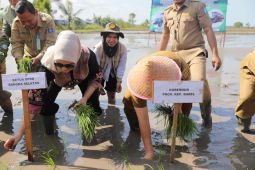 Gubernur tanam padi serentak di Serdang Bangka Selatan