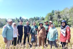 Petani di Sipirok panen padi varietas mikongga, dukung program swasembada beras