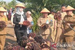 Desa Nyelanding panen perdana sawit program bantuan Pemkab Bangka Selatan