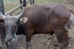 Pemkot Palembang periksa kesehatan hewan kurban