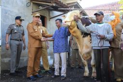 Sapi seberat 994 kg di Kota Probolinggo terpilih jadi kurban bantuan Presiden