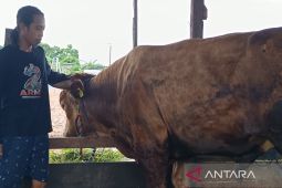 Sapi kurban Presiden RI di Kutim berbobot 700 kilogram
