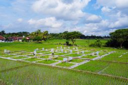 Pemkab Banyuwangi kembangkan beras bernutrisi